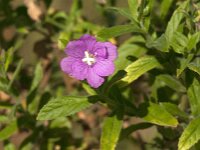 Epilobium hirsutum 17, Harig wilgenroosje, Saxifraga-Jan van der Straaten