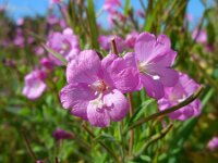 Epilobium hirsutum 18, Harig wilgenroosje, Saxifraga-Ed Stikvoort