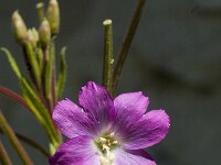 Epilobium hirsutum 2, Harig wilgenroosje, Saxifraga-Jan van der Straaten