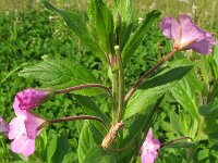 Epilobium hirsutum 21, Harig wilgenroosje, Saxifraga-Rutger Barendse