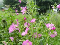 Epilobium hirsutum 23, Harig wilgenroosje, Saxifraga-Rutger Barendse