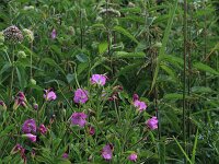 Epilobium hirsutum 24, Harig wilgenroosje, Saxifraga-Hans Boll