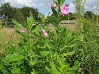 Epilobium hirsutum 25, Harig wilgenroosje, Saxifraga-Rutger Barendse