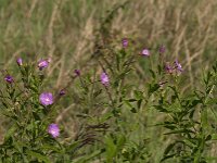 Epilobium hirsutum 26, Harig wilgenroosje, Saxifraga-Jan van der Straaten