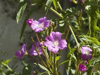 Epilobium hirsutum 3, Harig wilgenroosje, Saxifraga-Jan van der Straaten
