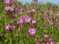 Epilobium hirsutum 31, Harig wilgenroosje, Saxifraga-Ed Stikvoort