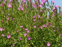 Epilobium hirsutum 32, Harig wilgenroosje, Saxifraga-Ed Stikvoort