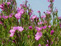 Epilobium hirsutum 33, Harig wilgenroosje, Saxifraga-Ed Stikvoort