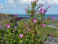 Epilobium hirsutum 34, Harig wilgenroosje, Saxifraga-Ed Stikvoort