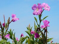 Epilobium hirsutum 36, Harig wilgenroosje, Saxifraga-Ed Stikvoort