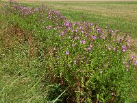 Epilobium hirsutum 37, Harig wilgenroosje, Saxifraga-Ed Stikvoort