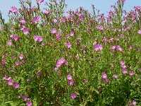 Epilobium hirsutum 38, Harig wilgenroosje, Saxifraga-Ed Stikvoort