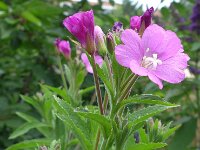 Epilobium hirsutum 39, Harig wilgenroosje, Saxifraga-Jelle van Dijk