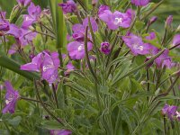 Epilobium hirsutum 45, Harig wilgenroosje, Saxifraga-Willem van Kruijsbergen