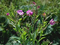 Epilobium hirsutum 5, Harig wilgenroosje, Saxifraga-Marijke Verhagen