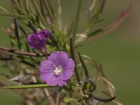 Epilobium hirsutum 8, Harig wilgenroosje, Saxifraga-Jan van der Straaten