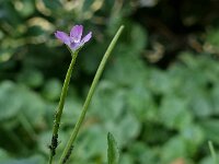 Epilobium montanum 3, Bergbasterdwederik, Saxifraga-Ab H Baas