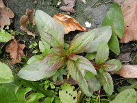 Epilobium roseum 2, Bleke basterdwederik, Saxifraga-Rutger Barendse
