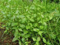Epilobium roseum 5, Bleke basterdwederik, Saxifraga-Rutger Barendse