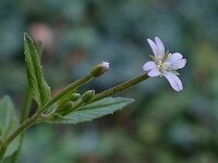 Epilobium tetragonum 2, Kantige basterdwederik, Saxifraga-Ab H Baas