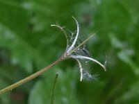 Epilobium tetragonum 7, Kantige basterdwederik, Saxifraga-Ab H Baas
