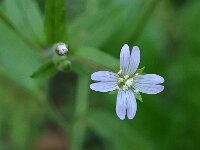 Epilobium tetragonum 9, Kantige basterdwederik, Saxifraga-Ab H Baas