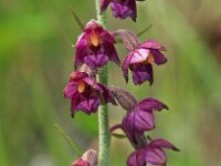 Epipactis atrorubens 11, Bruinrode wespenorchis, Saxifraga-Hans Dekker