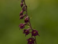 Drachenmaul  Horminum pyrenaicum