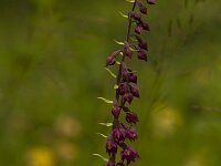 Drachenmaul  Horminum pyrenaicum