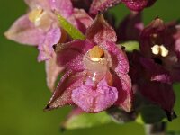 Epipactis atrorubens 19, Bruinrode wespenorchis, Saxifraga-Hans Dekker