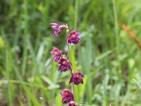 Epipactis atrorubens 20, Bruinrode wespenorchis, Saxifraga-Jeroen Willemsen