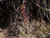 Epipactis atrorubens 24, Bruinrode wespenorchis, Saxifraga-Ed Stikvoort