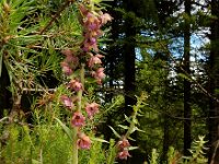 Epipactis atrorubens 25, Bruinrode wespenorchis, Saxifraga-Ed Stikvoort