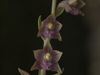 Epipactis atrorubens 3, Bruinrode wespenorchis, Saxifraga-Jan van der Straaten