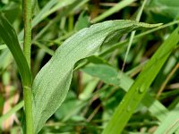 Epipactis atrorubens 32, Bruinrode wespenorchis, Saxifraga-Sonja Bouwman  Bruinrode wespenorchis - Epipactis atrorubens - Orchidaceae familie