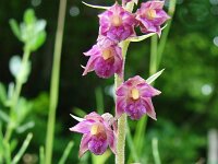 Epipactis atrorubens 35, Bruinrode wespenorchis, Saxifraga-Tom Heijnen