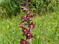 Epipactis atrorubens 38, Bruinrode wespenorchis, Saxifraga-Hans Grotenhuis