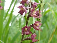 Epipactis atrorubens 39, Bruinrode wespenorchis, Saxifraga-Hans Grotenhuis