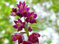 Epipactis atrorubens 40, Bruinrode wespenorchis, Saxifraga-Hans Grotenhuis