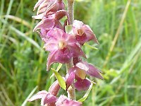 Epipactis atrorubens 41, Bruinrode wespenorchis, Saxifraga-Hans Grotenhuis