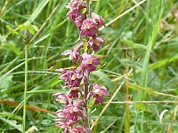 Epipactis atrorubens 42, Bruinrode wespenorchis, Saxifraga-Hans Grotenhuis