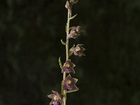Epipactis atrorubens 5, Bruinrode wespenorchis, Saxifraga-Jan van der Straaten