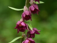 Epipactis atrorubens 7, Bruinrode wespenorchis, Saxifraga-Dirk Hilbers