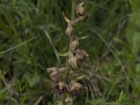 Epipactis atrorubens 9, Bruinrode wespenorchis, Saxifraga-Willem van Kruijsbergen
