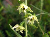 Epipactis helleborine 2, Brede wespenorchis, Saxifraga-Hans Dekker