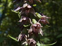 Epipactis helleborine 21, Brede wespenorchis, Saxifraga-Marijke Verhagen