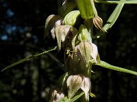 Epipactis helleborine 22, Brede wespenorchis, Saxifraga-Marijke Verhagen