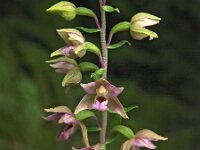 Epipactis helleborine 24, Brede wespenorchis, Saxifraga-Hans Dekker