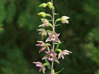 Epipactis helleborine 25, Brede wespenorchis, Saxifraga-Hans Dekker