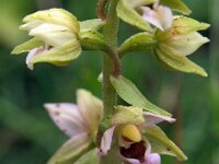 Epipactis helleborine 30, Brede wespenorchis, Saxifraga-Hans Dekker
